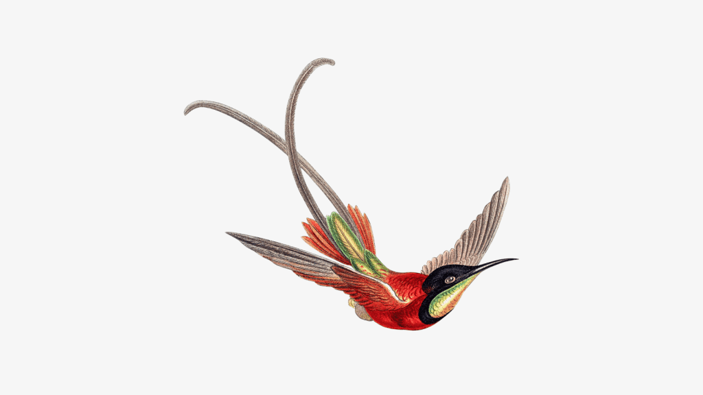 An aerie of&nbsp;hawks